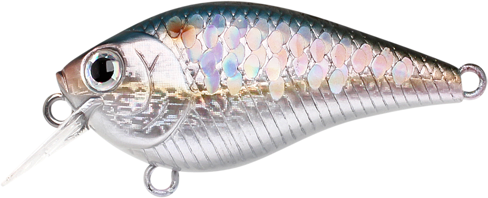 270 MS American Shad