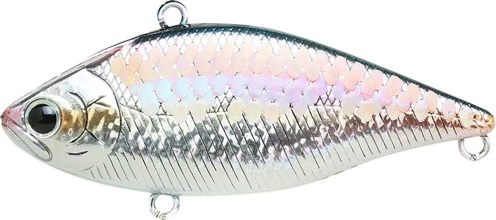 270 MS American Shad