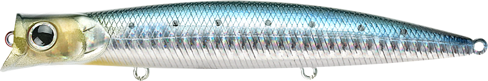 702 Zebra Sardine