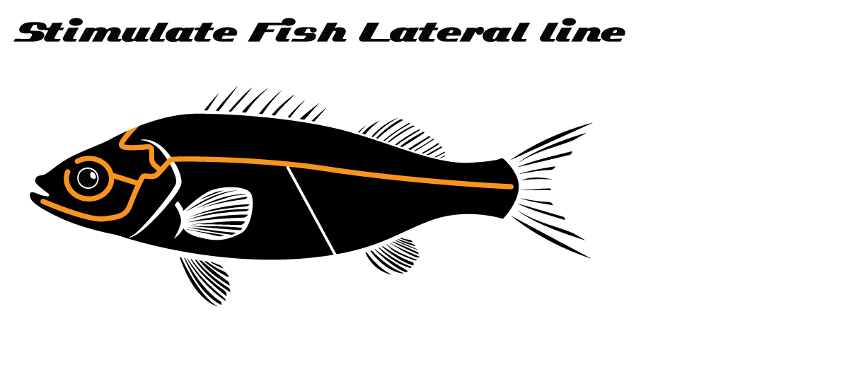 Lateral line